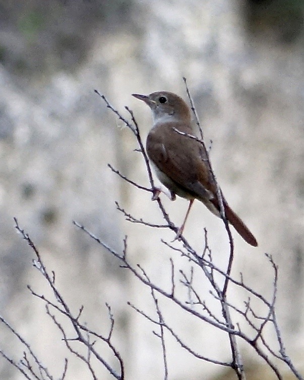 nightingale